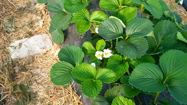 альбион в июне смотреть онлайн