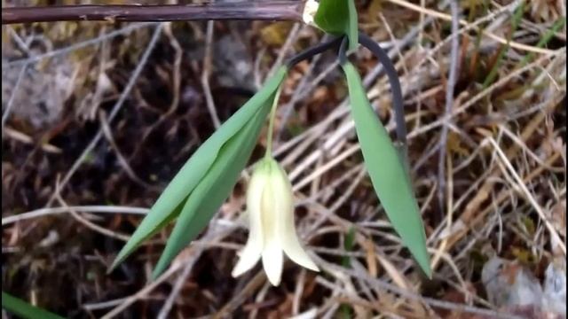 MyNature Apps; Identifying Wild Oats, Uvularia sessilifolia смотреть онлайн