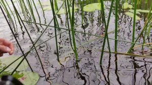 Ловля щуки на кружки.