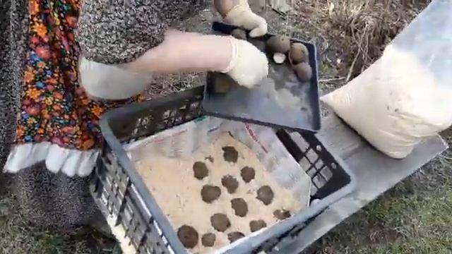 Как готовить картошку к посадке смотреть онлайн