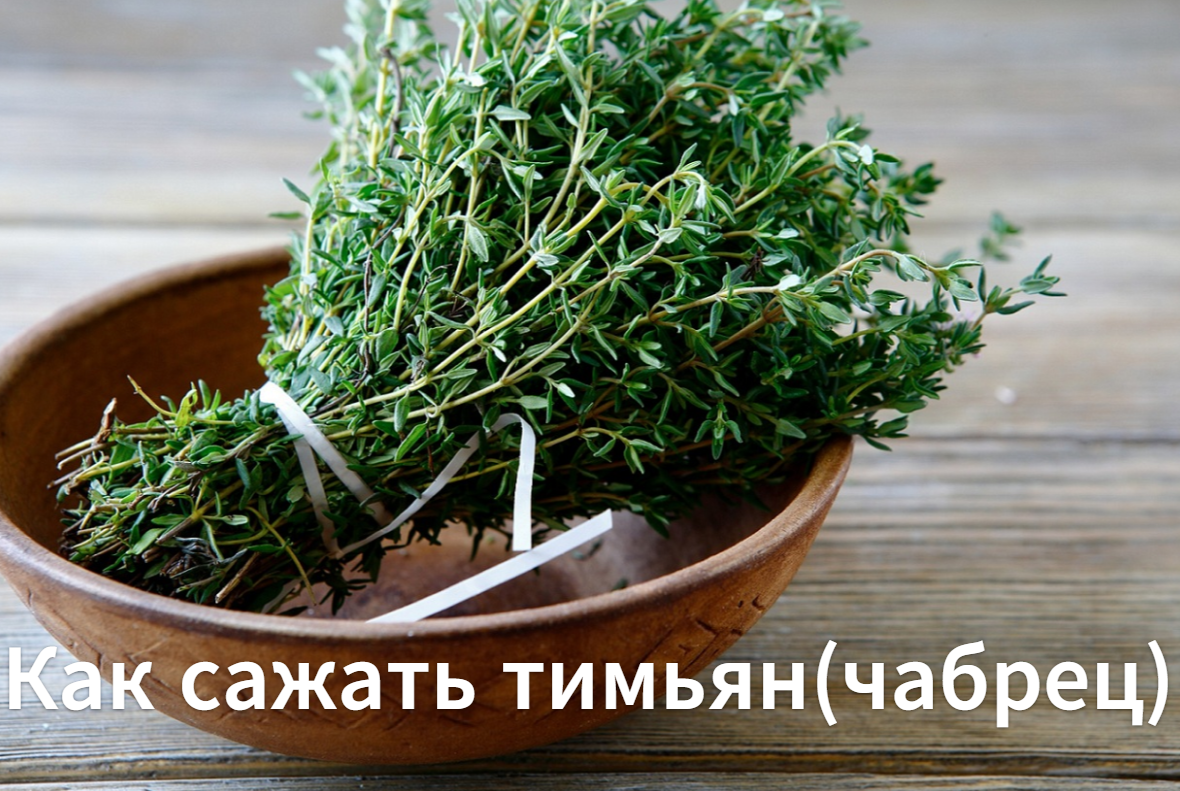Как сажать тимьян(чабрец). Выращиваем тимьян(чабрец) из семян смотреть онлайн