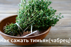 Как сажать тимьян(чабрец). Выращиваем тимьян(чабрец) из семян