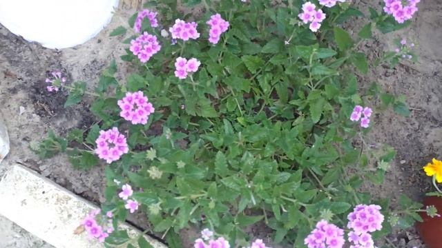 Чем задекорировать угол забора. Как сажать жимолость смотреть онлайн