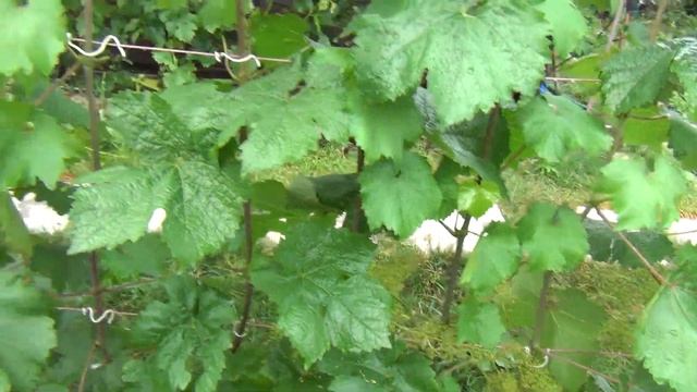 ВИНОГРАД и сад ПОСЛЕ ЛИВНЕЙ в ИЮНЕ. СБЕРЕЧЬ УРОЖАЙ смотреть онлайн