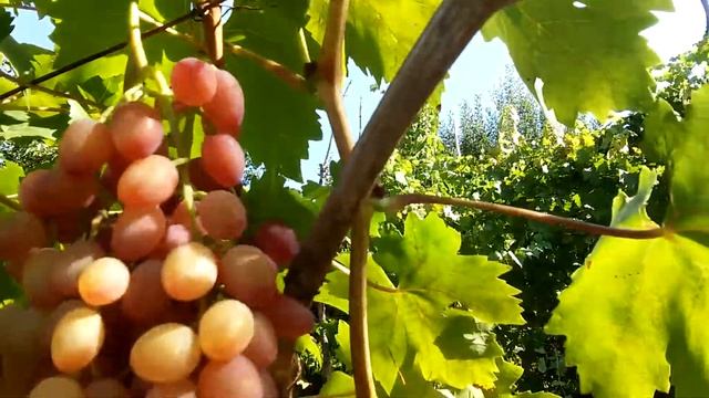 Сорт винограда "к.м. Лучистый" смотреть онлайн