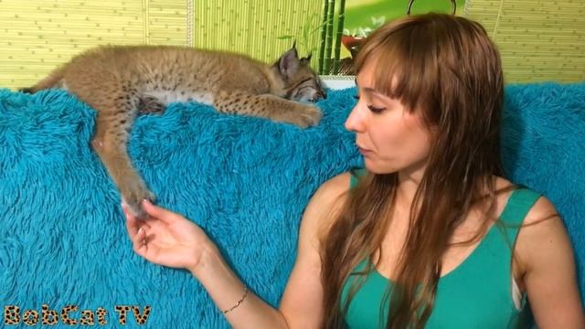 Котёнку рыси два месяца. Новости и взвешивание смотреть онлайн