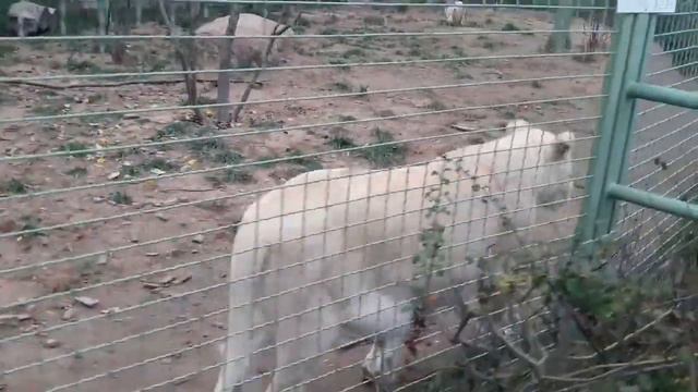 Поездка в Киев/Межигорье/Зоопарк 12 месяцев/ смотреть онлайн