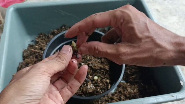 Repotting my Aglaonema Red Kochin смотреть онлайн