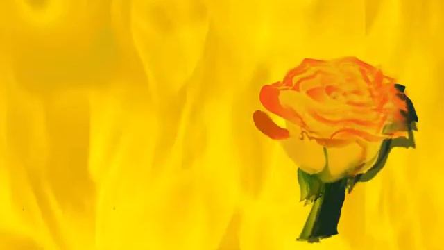 Yellow Rose.avi смотреть онлайн