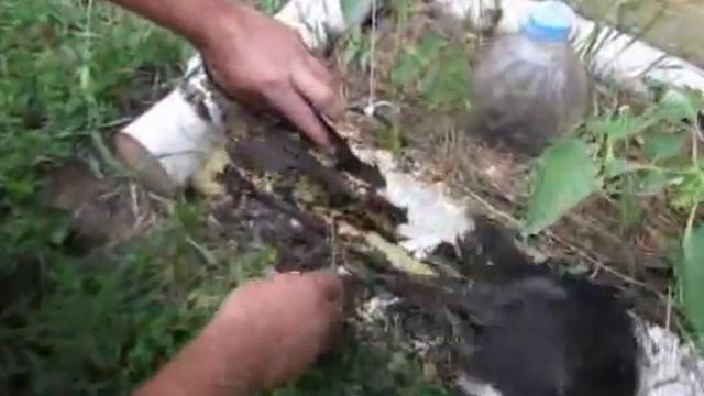 Муравейник в берёзовом полене (2). смотреть онлайн