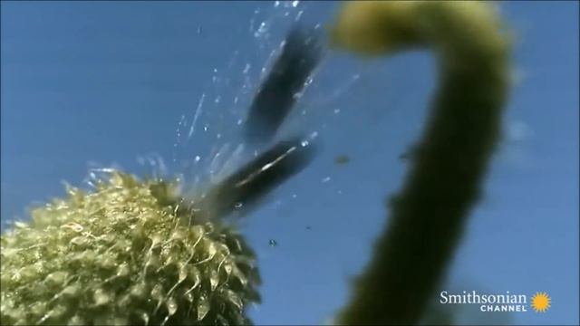 Unbelievable Footage of Exploding Plants [1812 Overture Edition] смотреть онлайн