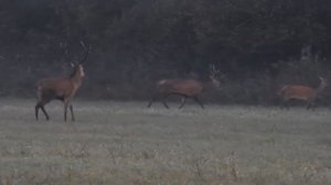 Брачное поведение оленей  Deer
