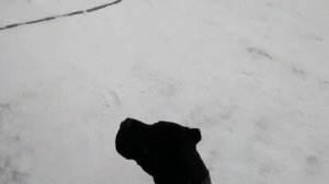 Кане Корсо зимой на снегу, вольерное содержание.