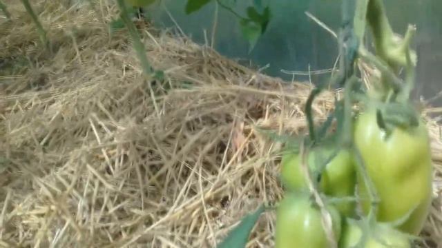 Томат Сибирский казак смотреть онлайн