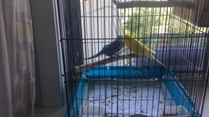 Может ли ВВП (чех) покрыть обычную самку волнистика. Спаривание попугаев, самец Чех и обычная самка.