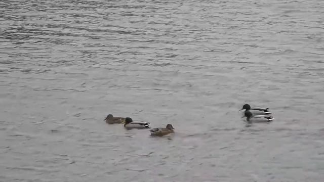 Помощь пернатым. Как зимой кормить птиц смотреть онлайн