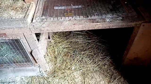ПЕРЕВОД ЦЫПЛЯТ В КУРЯТНИК смотреть онлайн