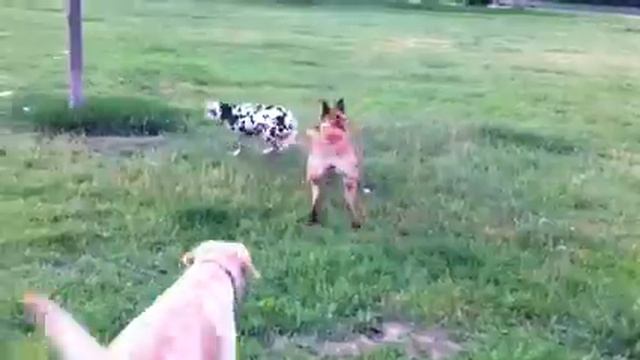 Далматин смотреть онлайн