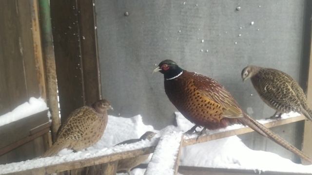 Как зимует фазан... смотреть онлайн