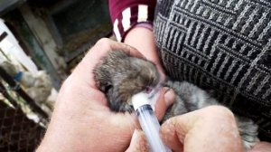 Как выкормить маленьких крольчат. 13 ти дневные крольчата остались без мамы