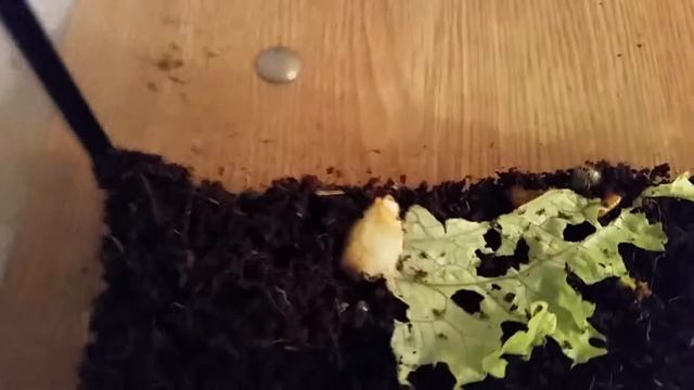 Улитка ахатина. смотреть онлайн