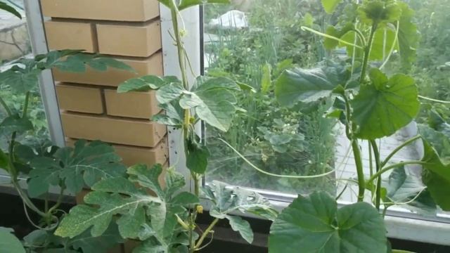 Хочу такие арбузы в мешках / Обрезка и опыление арбузов / Самое лучшее удобрение смотреть онлайн