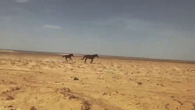 Presence effect x Baqyt смотреть онлайн
