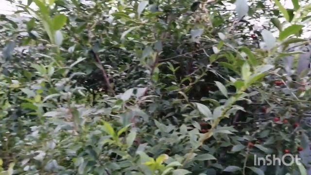 Сбор ягод вишни. Подкормка вишни. Обрезка вишни. Формирование вишни на штамбе.Прополка грядки. смотреть онлайн