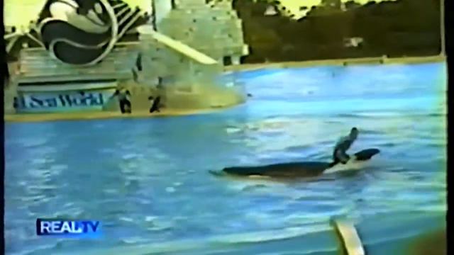 Orca Attack Of John Sillick смотреть онлайн