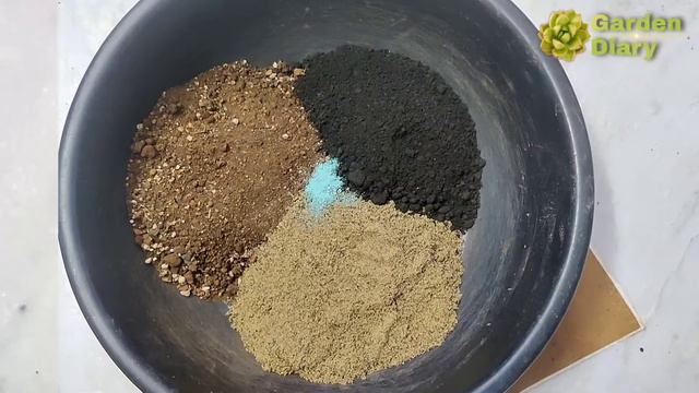 Adenium Seedlings Repotting смотреть онлайн