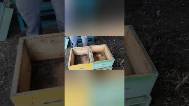 Обзор нашего улья рутовской системы пчеловождения. смотреть онлайн
