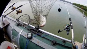 Рыбалка на донки. Сазан дал жару. Река Обь.