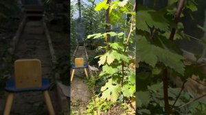 Детальный обзор винограда в Подмосковье в условиях теплицы. Смотрим вызревание лозы.