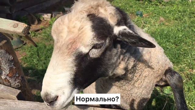 #2VLOG - ДЕРЕВНЯ И БАРАН НИКИТА смотреть онлайн