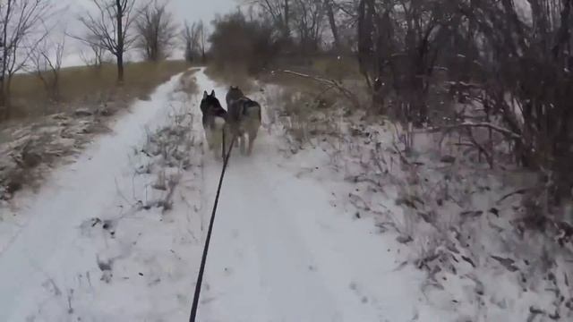 катание на Хаски