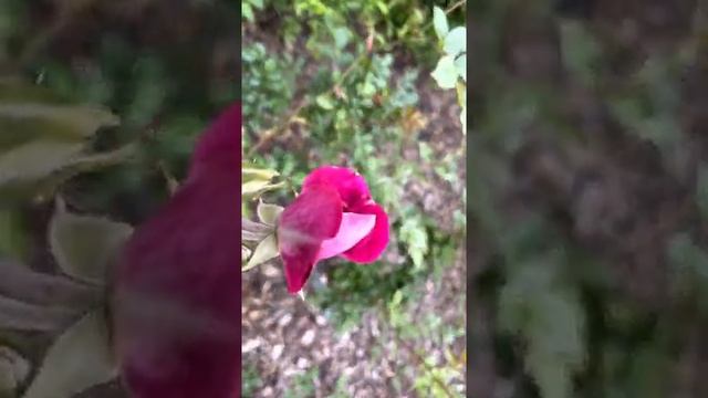 Iceberg Burgundy Floribunda Rose Shrub смотреть онлайн