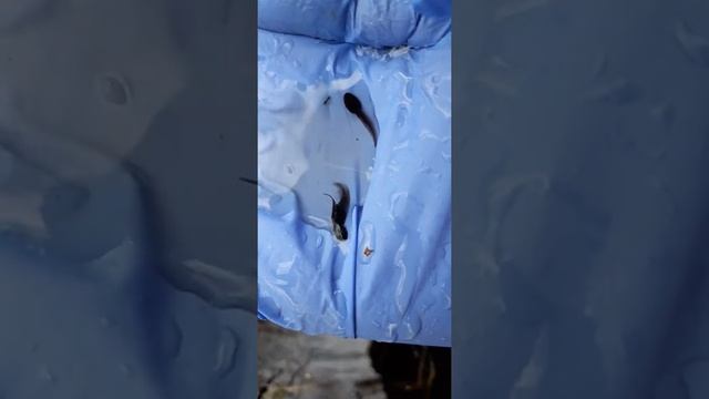 От икринки до лягушки смотреть онлайн