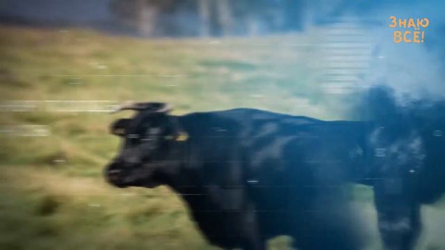 Самая дорогая еда в Мире! 12+ смотреть онлайн