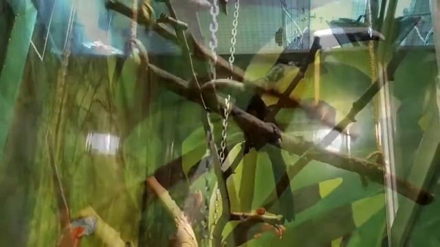 Арасари черногорлый смотреть онлайн