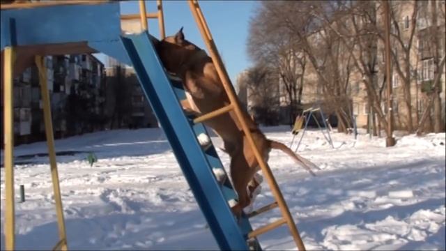 Дик щенок, моменты из жизни стаффорда Дика (видео 2010 года) [Рыбачёв и Пёс] смотреть онлайн