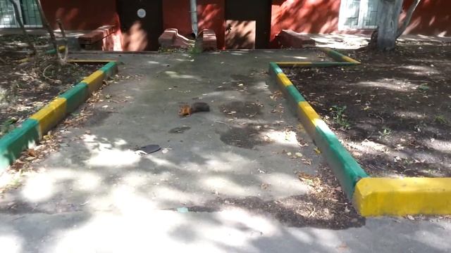 Природа на ул. Живописная