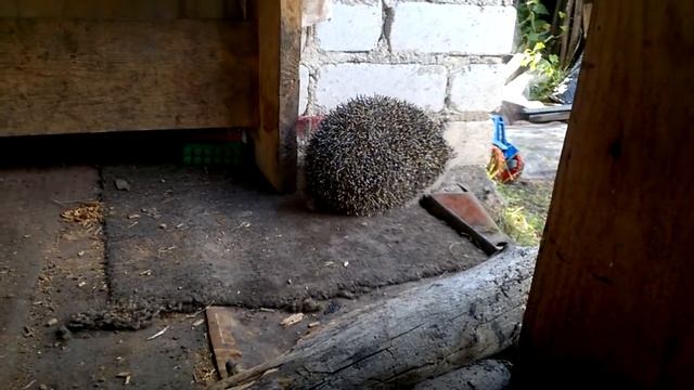 приход ёжика 3.mp4 смотреть онлайн