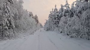 Будни Олега. Заготовка дров на целый год. Загрузил комлевые чурки.