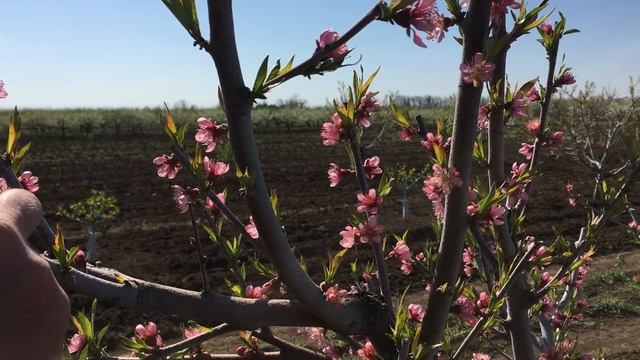 Секреты выращивания КРУПНОГО персика / the secret of growing large peaches смотреть онлайн