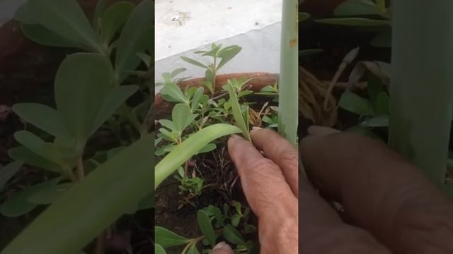 AMARYLLIS Lilly :—Home Gardening -- for Beginners- Flowers ?- смотреть онлайн