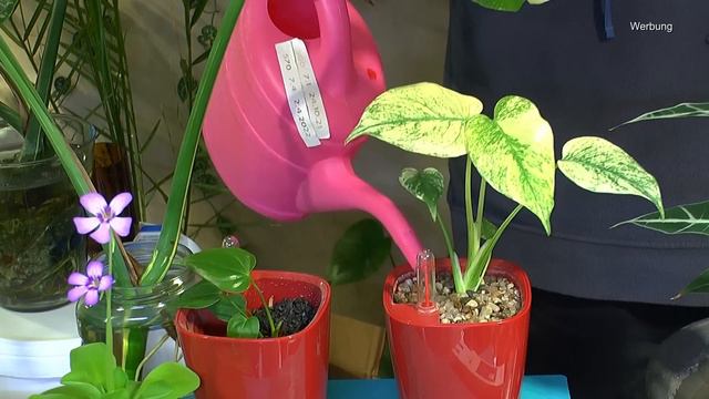 Pflanzen versorgen und einpflanzen Zimmerpflanzen Erlebniswelt in der Umbruchphase смотреть онлайн