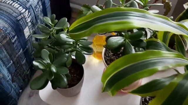 Выпал первый снег! Мои комнатные растения. Вышиваю гладью обложку для блокнота. Видео для релакса. смотреть онлайн