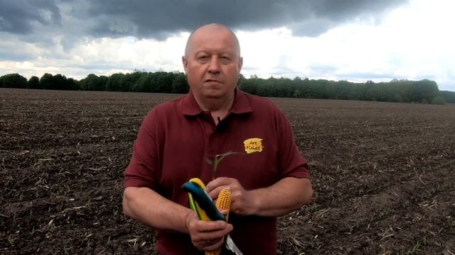 Кукуруза. Всходы. Что нужно знать. смотреть онлайн