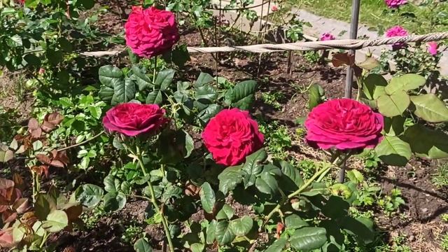 Роза Астрид Графин фон ХАРДЕНБЕРГ. смотреть онлайн