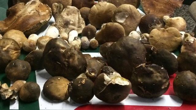 Boletus aereus , boletus reticulatus, russulas Spp. , Chantarellus cibarius, edulis, pinophilus... смотреть онлайн